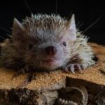 Exotic Tenrec
