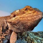Reptile Vet