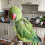 Bird Vet