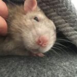 Pet rat