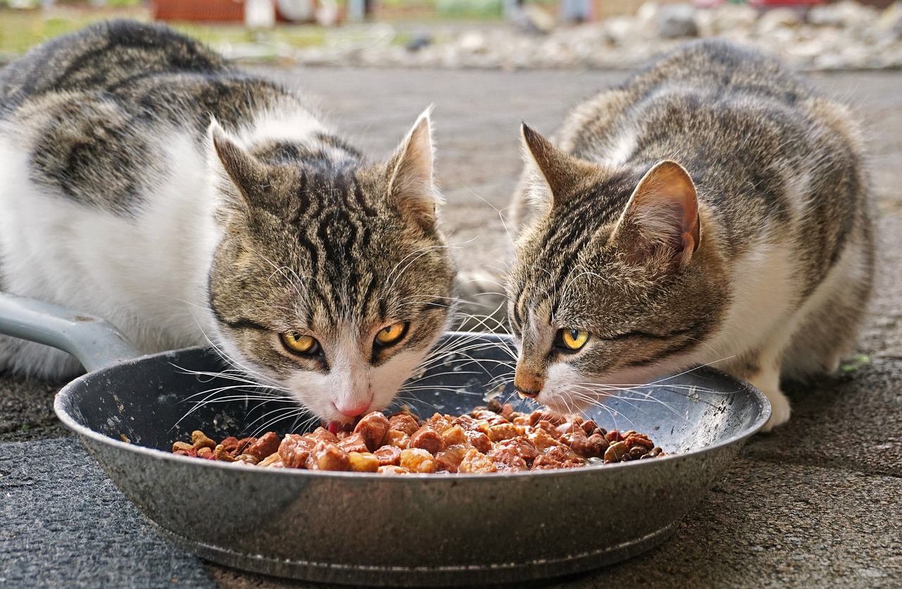 Cat diets